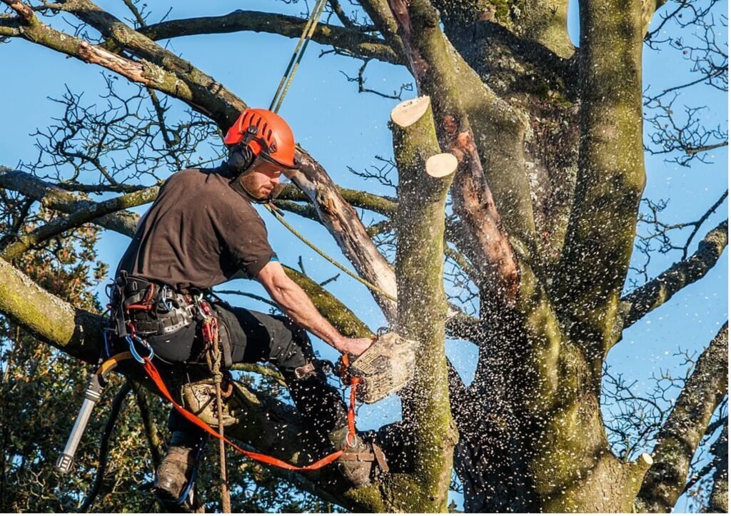 Baumpflege Baumschnitt Meerbusch