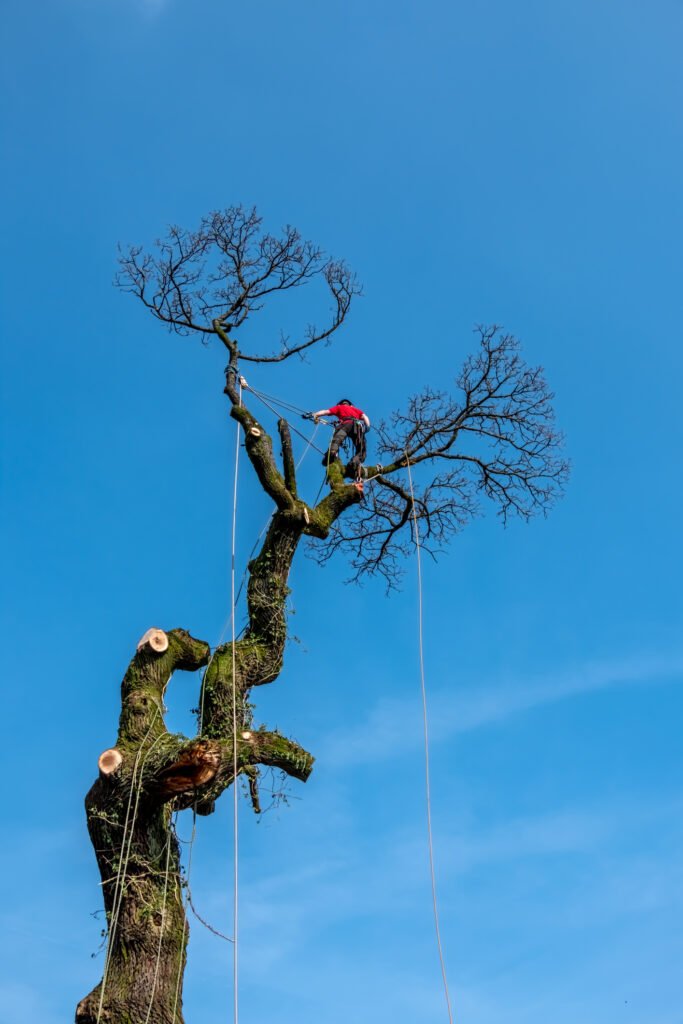 Baumpflege Meerbusch