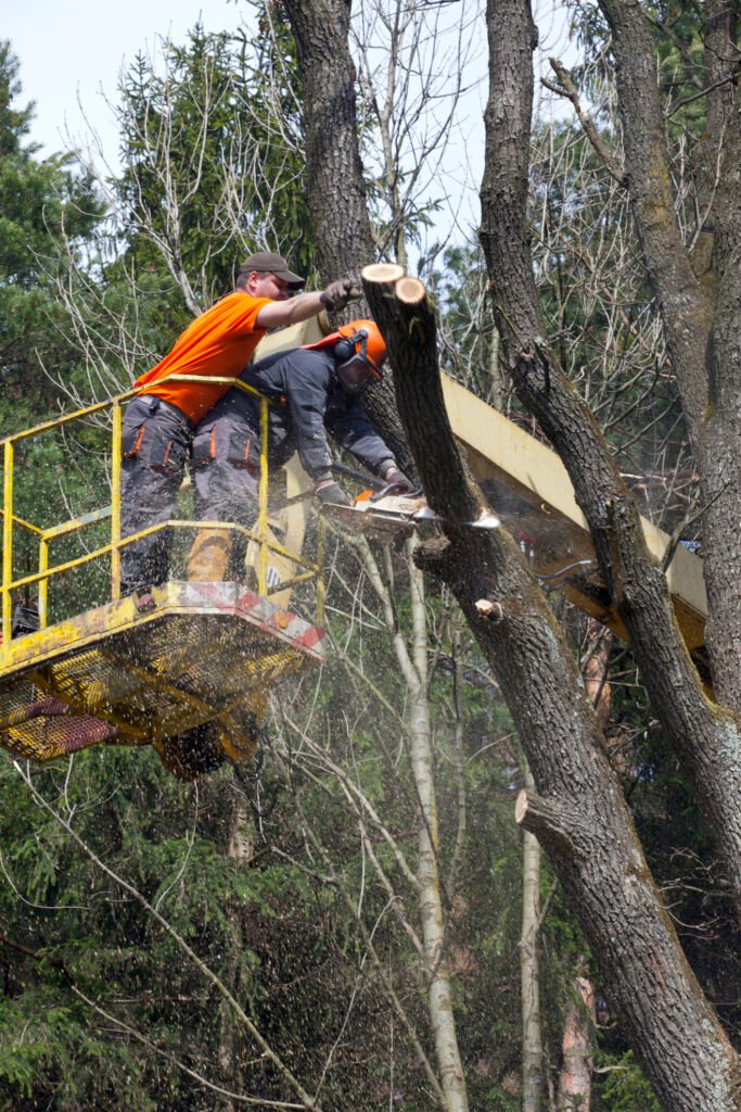 Baumpflege Baumkontrolle Meerbusch