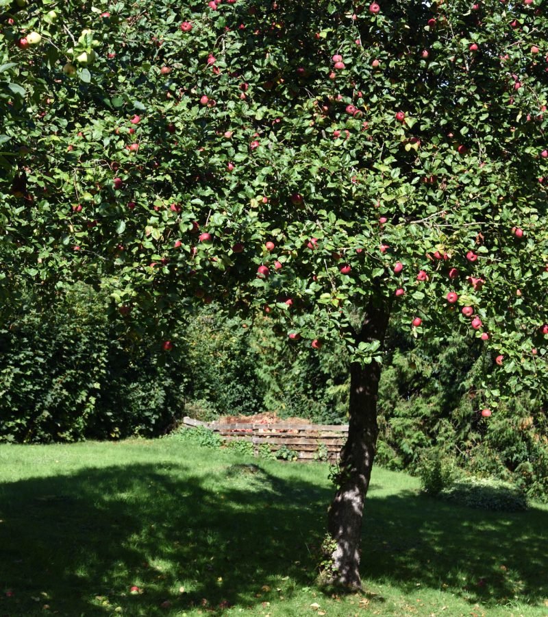 Obstbaumschnitt Baumpflege Meerbusch